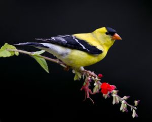 2015-06-28 GFINCH SAGE HISO_15v3.jpg