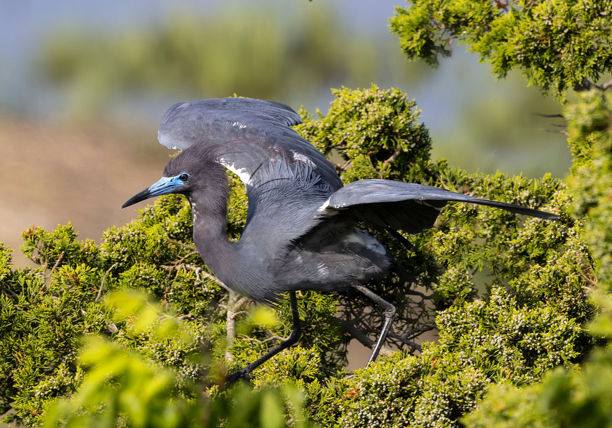 2024-05-21 LB HERON SERIES_7v2 copy.jpg