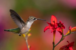 2022-07-21  RTHum JUVI FEM CROC_1V2.jpg