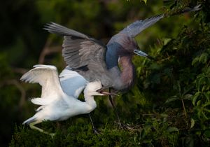 2023-06-29 LBH NESTLINGS FEED_02_1V2.jpg