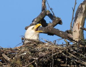 2026-03-26 BE NEST_6v2 copy.jpg