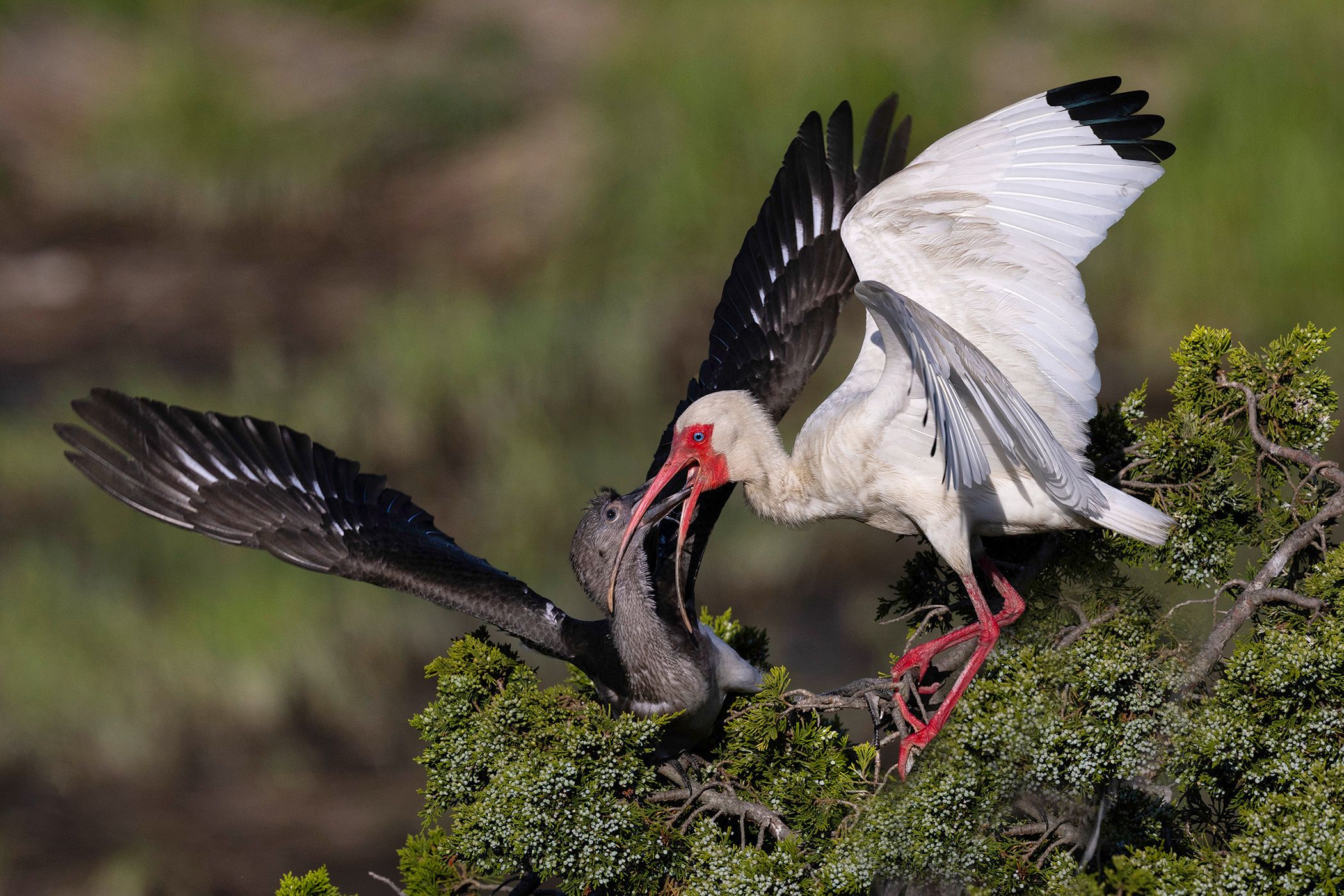 2024-06-20 WIBIS FEED_2V2 copy.jpg