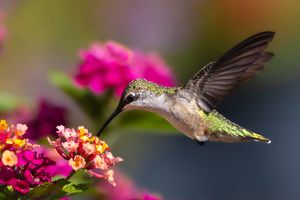 2025-07-22 RTHB JUVI LANT_4v2 copy.jpg