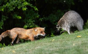 2026-06-01 RACOON FOX SERIES_8V2 copy.jpg