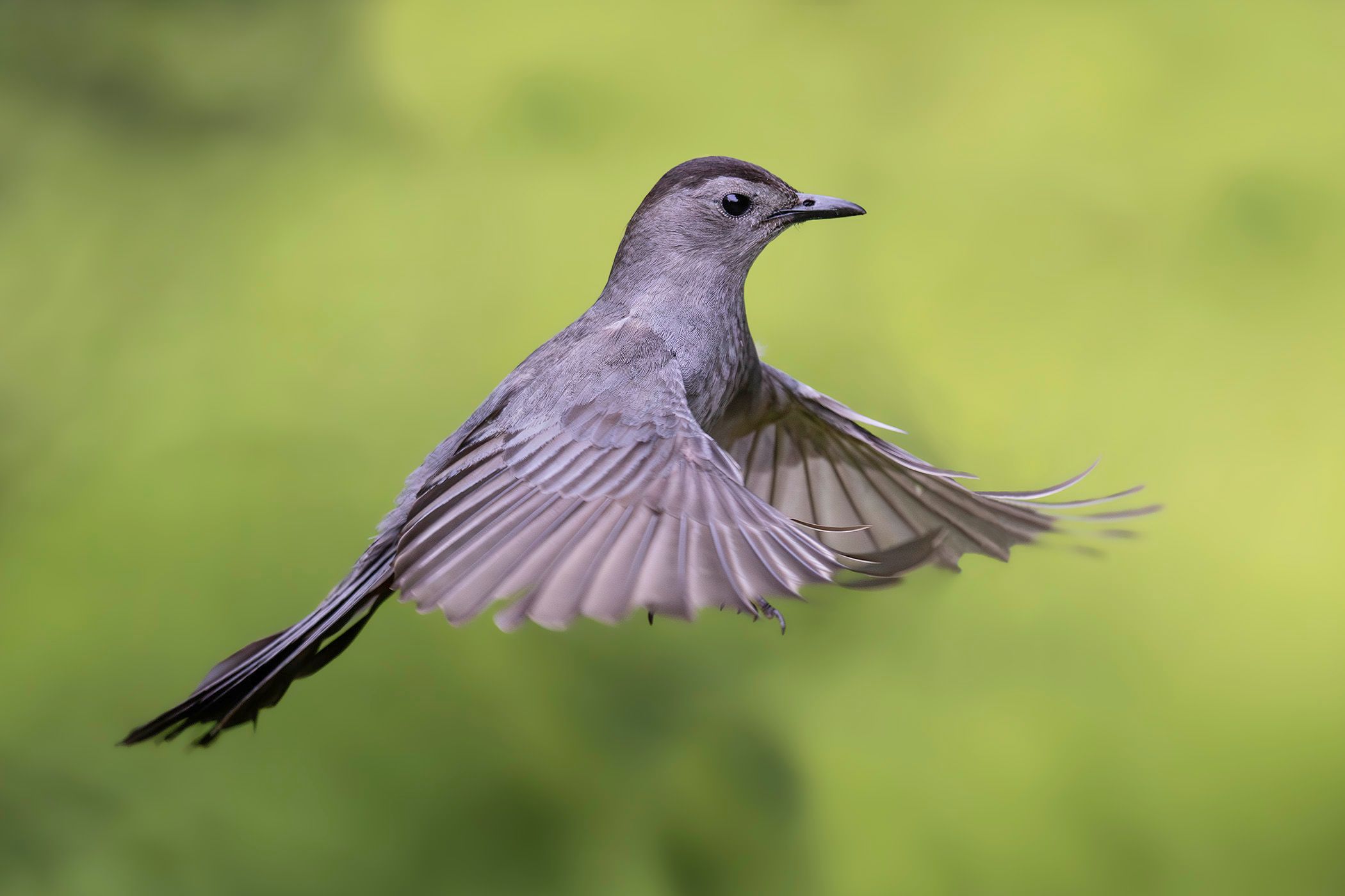 2025-06-28 CAT BIRD IF 1_2v2 copy.jpg