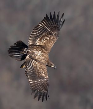 2024-11-27 BE JUVI HEAD DOWN_6V2 copy.jpg