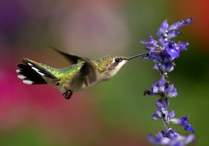 2021-07-21 RUBY JUVI MALE 2_1v2.jpg