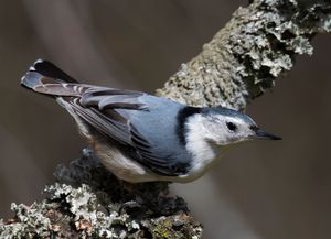 2023-03-27 NHatch_7v2.jpg