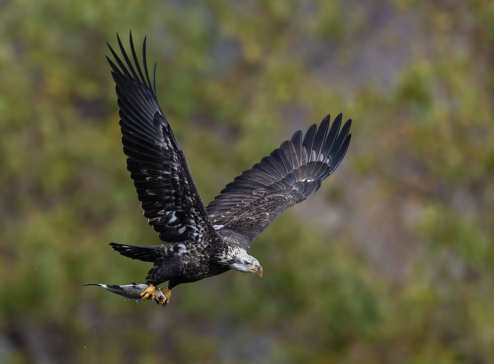 2025-11-12 BE IF JUVI FISH FLYBY SERIES_2_10v2 copy.jpg