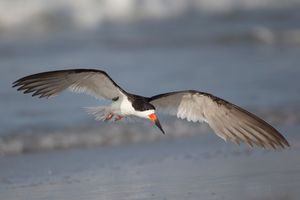 2016-08-30 BSKIMMER IF _5v2.jpg