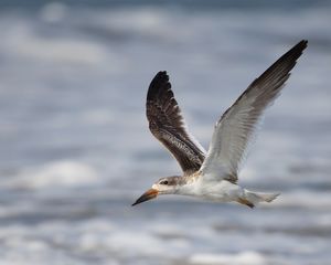 2016-08-30 BSKIMMER JUV SKIM_5_8v2.jpg