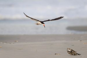 2015-09-25 SKIMMERS IF ADULT FISH JUV_1V3.jpg