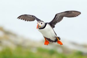 2013-07-09 Puffin IF_6_Ted_Ellis_Photography.jpg