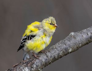 2025-03-28 GFINCH FLUFF_3v2 copy.jpg