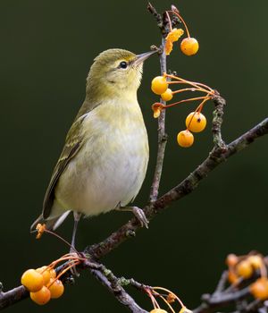 2023-09-26 Warbler_01_3v3.jpg