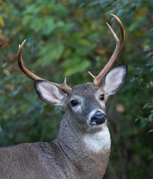 2023-10-28  DEER BUCK 6 POINT_13V2.jpg