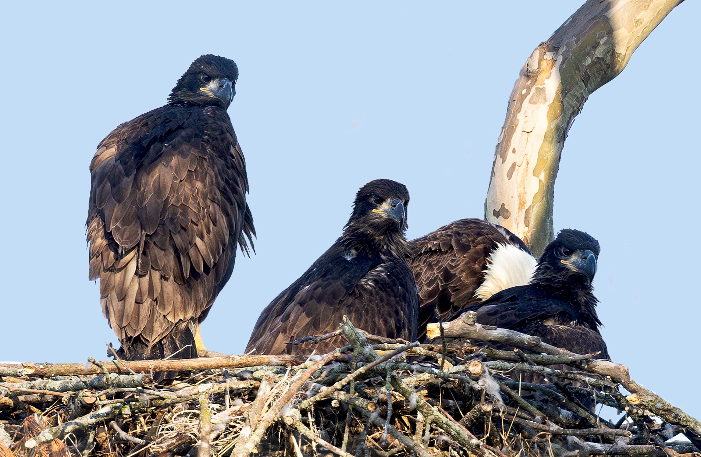 2026-05-18 BE NEST BE EAGLETS _3V2 copy.jpg