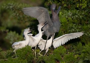 2019-07-02 LBH FEED ME_4V4SHARP.jpg