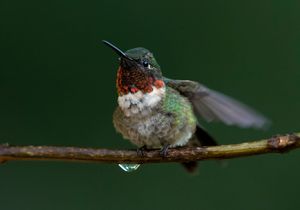 2021-08-07  RUBY PERCHED 2_8V2.jpg