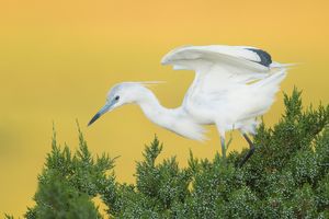 2019-06-15 LBH LEUCISTIC TEST1V3.jpg