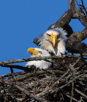 2026-04-07 BE NEST PAIR_5V3 copy.jpg