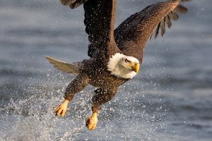 2010-11-14 BE FISH ++++_2v2.jpg