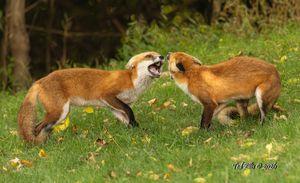 2026-09-10 FOX SIBLINGS_1V2 copy.jpg