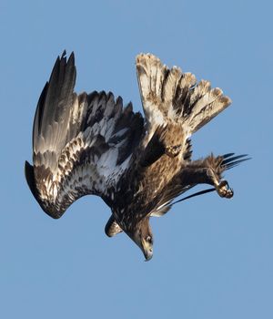 2023-11-06 DEER BE JUVI DIVE_3v3.jpg