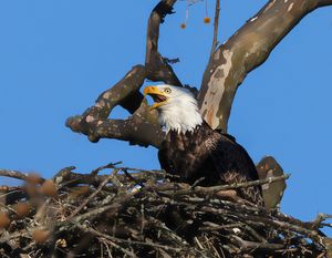 2026-04-11 BE NEST_11V2 copy.jpg