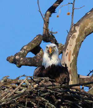 2026-04-11 BE NEST_5V2 copy.jpg