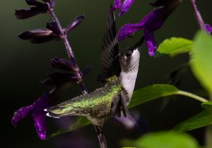 2021-08-06  RUBY JUVI MALE PERCHED 4_2v2.jpg