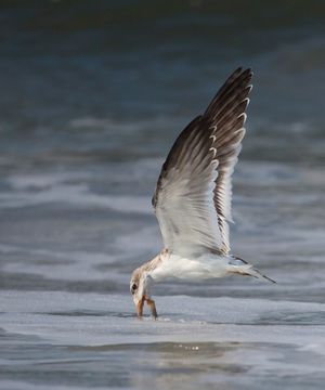 2016-08-30 BSKIMMER JUV SKIM_5_5v2.jpg