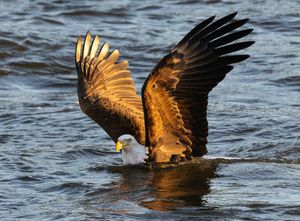 2025-12-03 BE RIVER FISH SERIES_3v2 copy.jpg