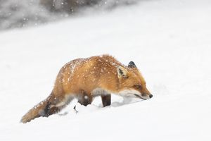 2024-02-13 FOX SNOW_11V2.jpg