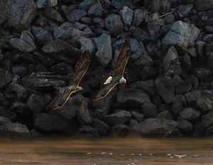 2025-12-09 BE IF JUVI CHASE RIM_1V2 copy.jpg