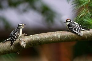 2015-06-28 HAIRY FLED PAIR_15.jpg