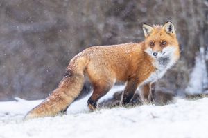 2025-01-16 FOX SNOW EYES_4v2 copy.jpg