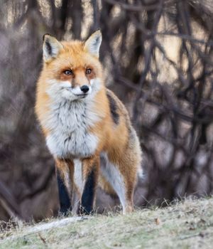 2025-01-14 DARK FOX MALE_1V2 copy.jpg