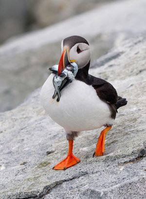 2013-07-10 Puffin FISH_8v2_Ted_Ellis_Photography.jpg