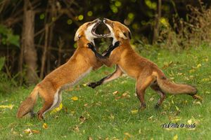 2026-09-10 FOX SIBLINGS_5v2 copy.jpg