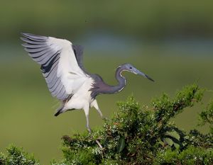 2019-07-14 T C HERON_5V3.jpg