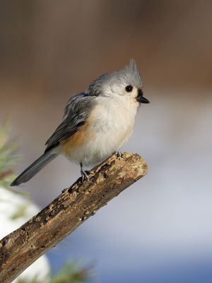 2013-01-26 TMouse3V2TEDWEB.jpg