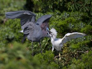 2019-06-21 LBH FEED_4v3sharp.jpg