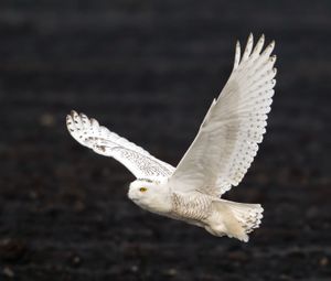 2014-02-02 Snowy IF Series1_12v2.jpg