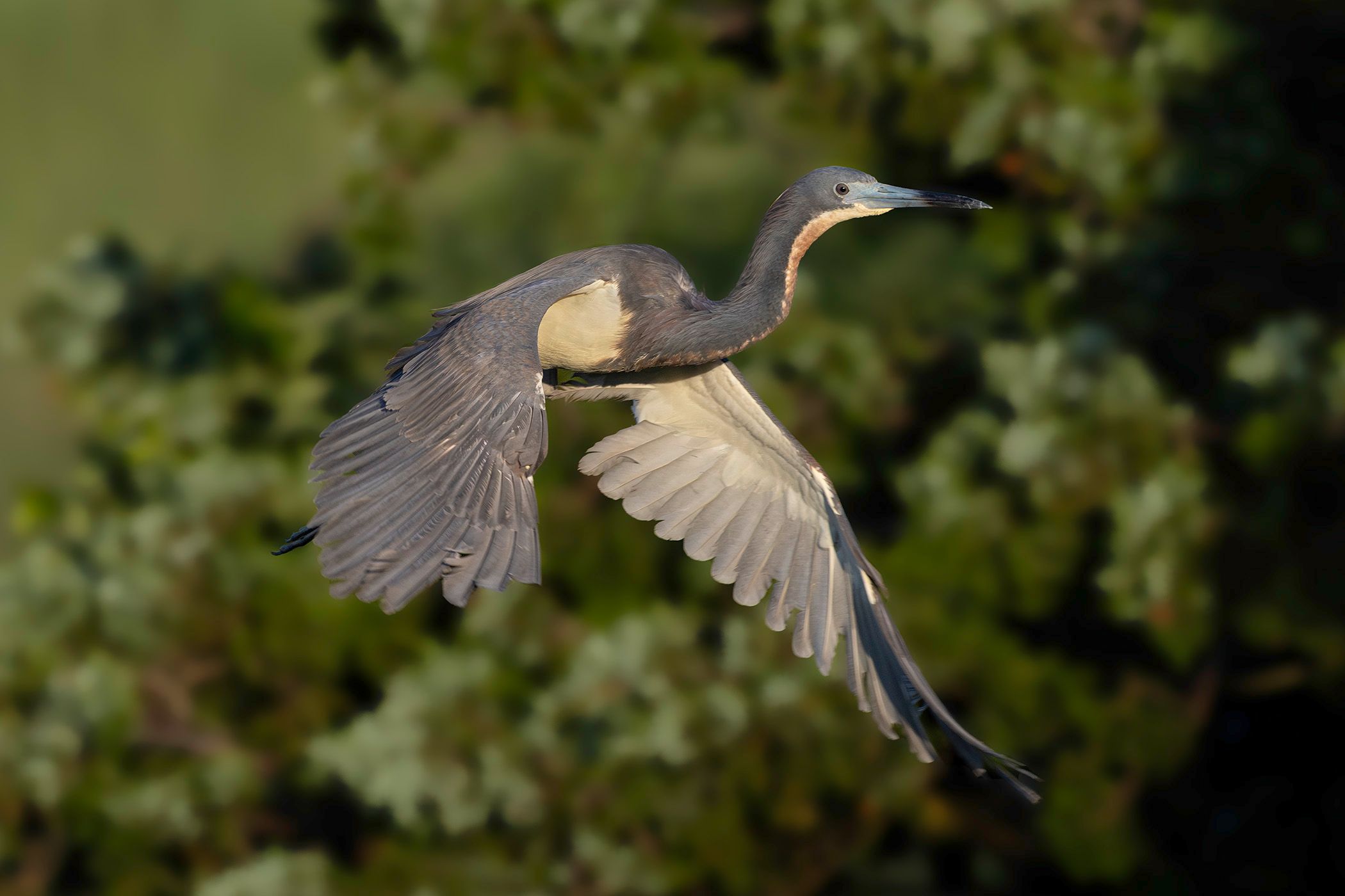 2024-06-04 TCH IF_1V2 copy.jpg