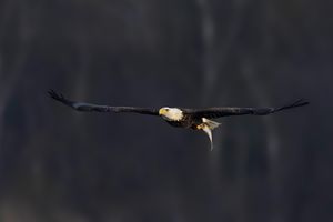 2024-11-19 BE FISH_7v2 copy.jpg