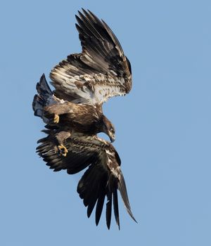 2023-11-06 DEER BE JUVI DIVE_1V2.jpg