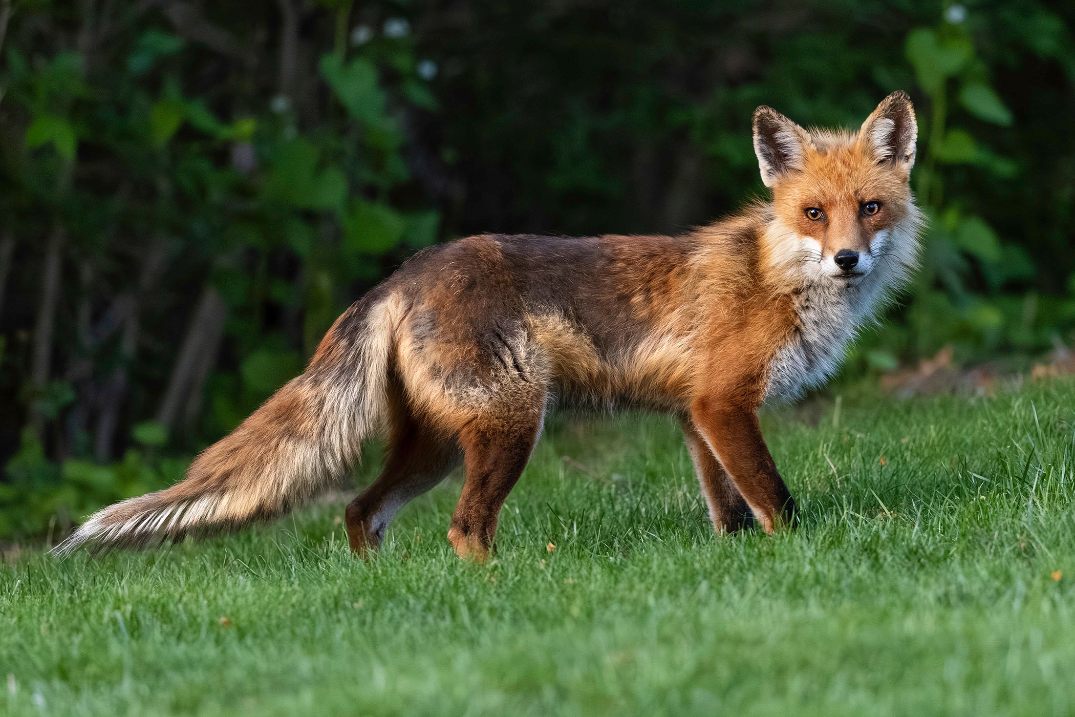2025-04-30 FOX DARK_11v2 copy.jpg