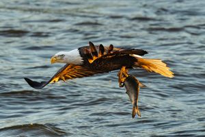 2025-12-03 BE RIVER FISH SERIES_15v2 copy.jpg