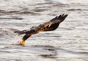 2025-11-05 BE IF JUVI FISH_1_2v2 copy.jpg